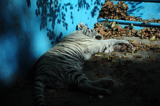 北京动物园白虎