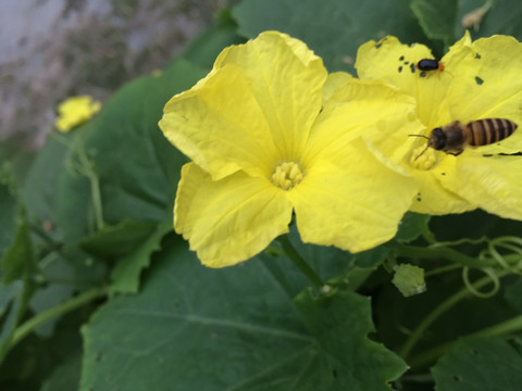 瓜花