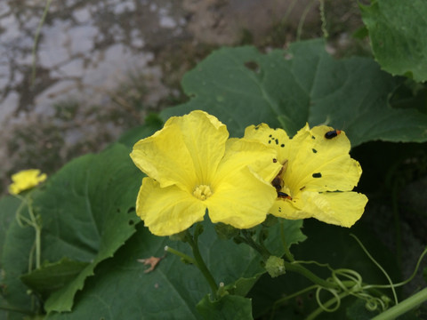 瓜花
