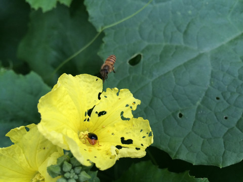 丝瓜花