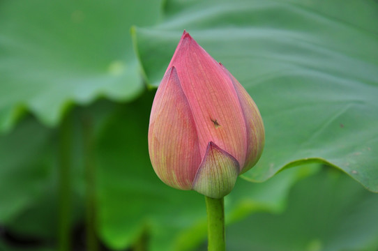 荷花花蕾