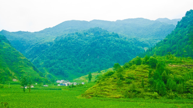 山地  烟草地