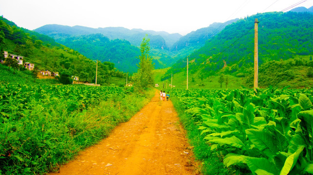 田间小路 乡间小路