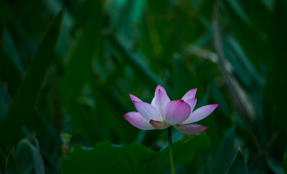 阳西 荷花