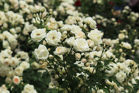 纯白月季花
