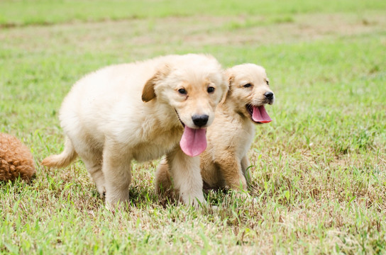 宠物摄影 金毛犬 幼犬