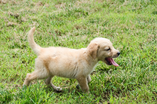 金毛幼犬 宠物摄影 寻回猎犬