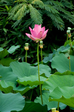 荷花