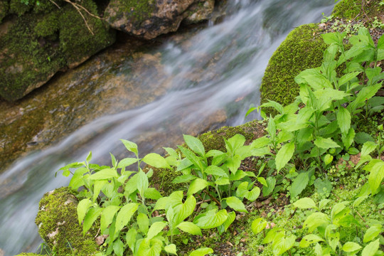 山泉水
