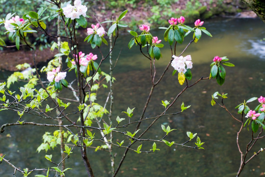 杜鹃花