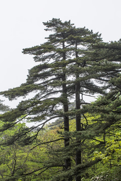 黄山松