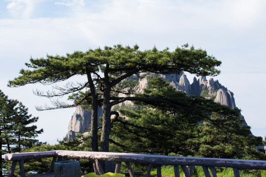 黄山 卧龙松