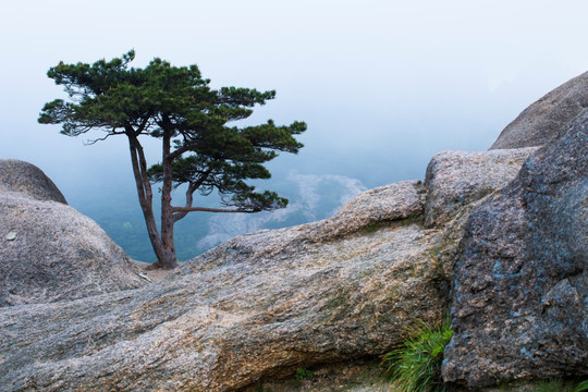 黄山 奇松