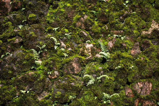 苔藓