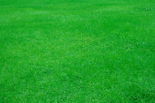 草地草坪