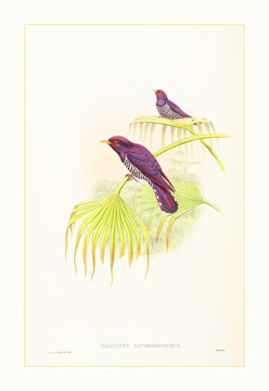 鸟类花卉油画装饰画