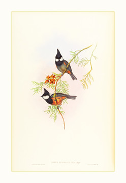 小鸟花卉水彩画装饰画