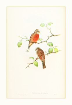 古典花鸟手绘水彩画
