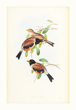 鸟类水彩画装饰画