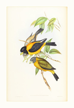 欧式古典花鸟装饰画画芯