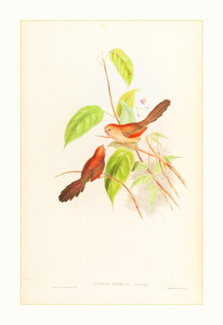 鸟类水彩装饰画