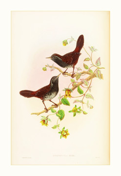 鸟类水彩装饰画