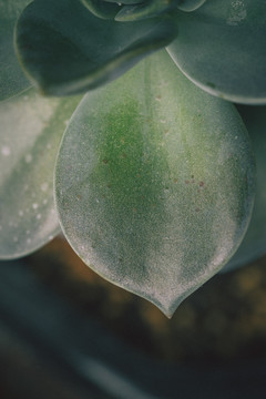 多肉植物