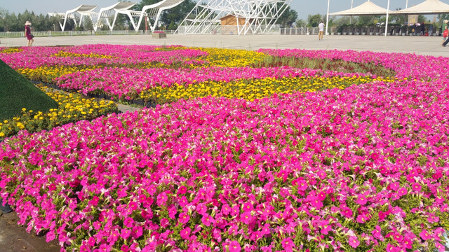花坛