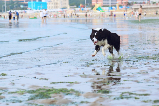 边境牧羊犬