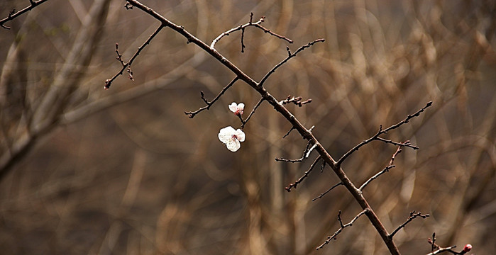 山中小白花