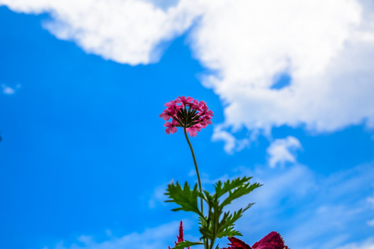 格桑花