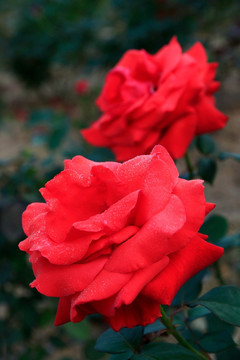 红玫瑰花两朵特写带露珠