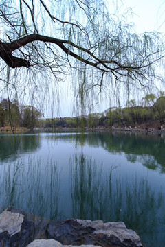 北京大学校园风光未名湖柳树