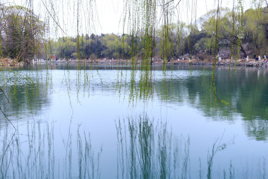 北京大学校园风光未名湖柳树