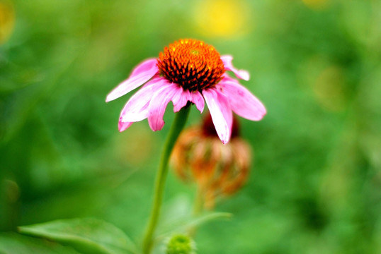 松果菊紫锥花