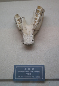 三峡博物馆双角犀下颌骨