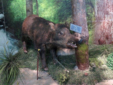 三峡博物馆野猪标本