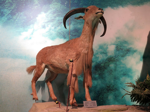 三峡博物馆岩羊标本