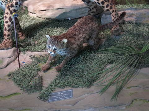三峡博物馆豹猫标本