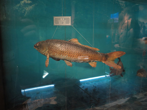 三峡博物馆鲤鱼标本