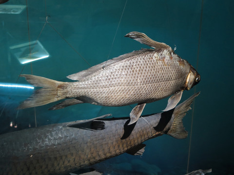 三峡博物馆胭脂鱼标本