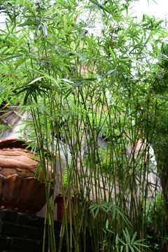 盆栽竹子
