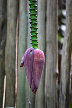 芭蕉花