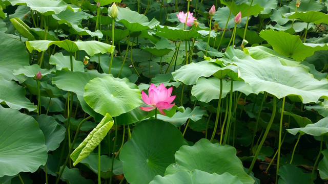 荷花