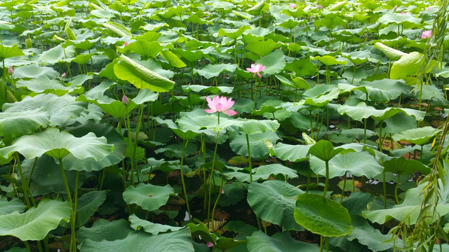荷花池