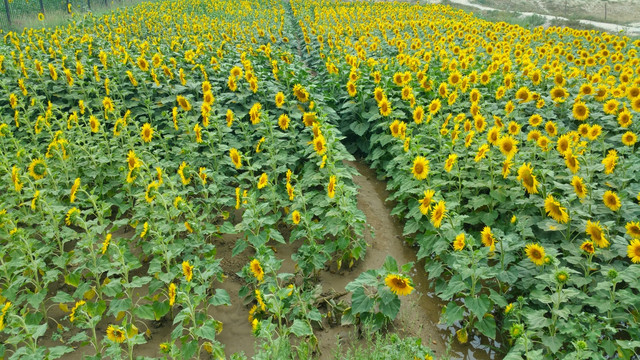 葵花地