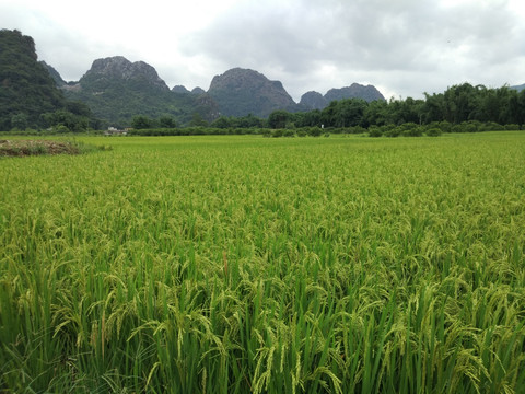 英西峰林