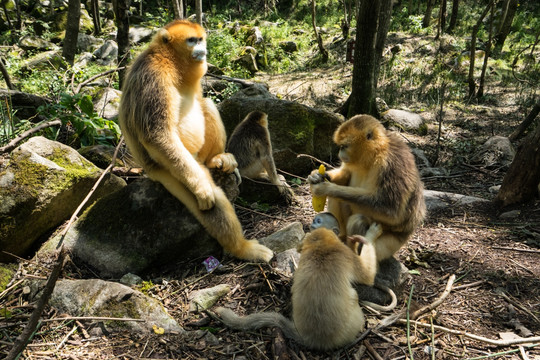 川金丝猴 猴群 猴王 小猴