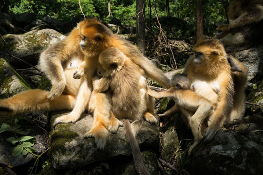 川金丝猴 猴群 摘虱子 母与子
