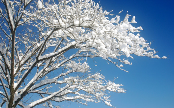 雪压树枝